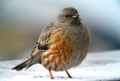 Альпийская завирушка фото (Prunella collaris) - изображение №2181 onbird.ru.<br>Источник: birdingblogs.com